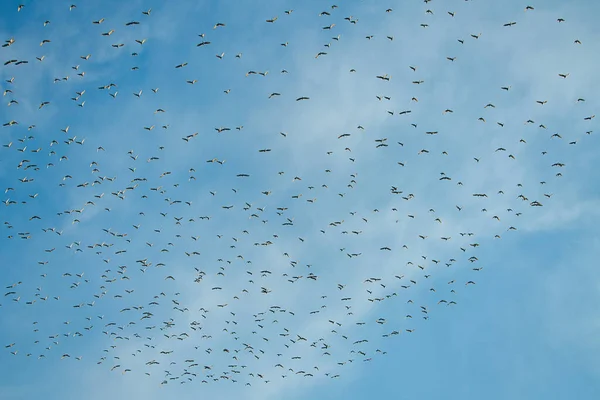 Stupně Dobytka Migrují Jih Hejna Ptáků Létají Přes Hory Zvláštní — Stock fotografie