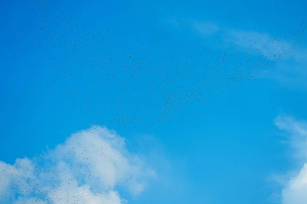 Egrets Ternak Bermigrasi Selatan Dan Kawanan Burung Terbang Melintasi Pegunungan — Stok Foto