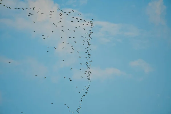 Єгипетські Чаплі Мігрують Південь Зграї Птахів Літають Через Гори Особливий — стокове фото