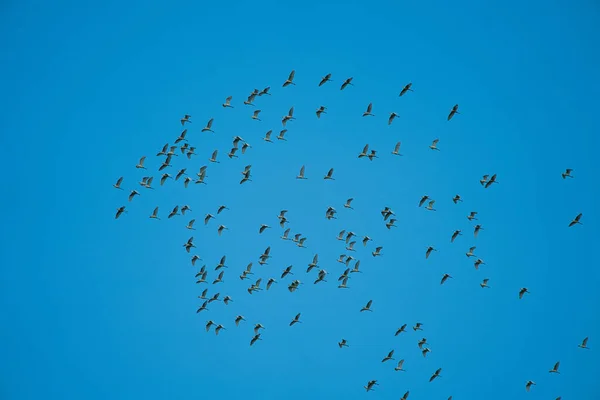 Garzette Bestiame Migrano Verso Sud Stormi Uccelli Volano Attraverso Montagne — Foto Stock