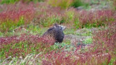 Two Striated Caracaras feed in the red and green grassland on New Island, Falkland Islands. The birds hold down food with their claws and use their sharp beaks to eat.