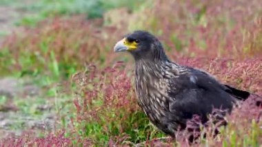 Two striated caracaras feed on prey with sharp beaks on New Island, Falkland Islands. They use claws to hold food in this vibrant grassland scene.