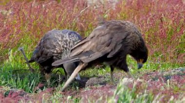 Two striated caracaras feed on prey with sharp beaks on New Island, Falkland Islands. They use claws to hold food in this vibrant grassland scene.
