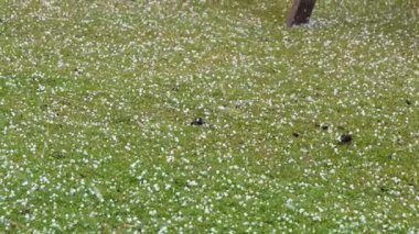 Falkland Adaları 'ndaki yeşil alana hızla düşen beyaz dolu sesleri yüksek bir çatırtı çıkartıyor. Öğleden sonra ışığı havadaki ani değişimi vurguluyor..