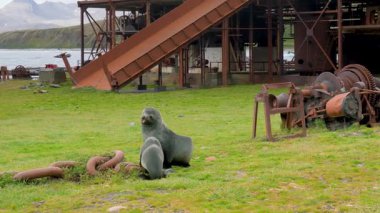 Güney Georgia Adaları 'ndaki tarihi Grytviken balina avlama istasyonunda iki kürk fok kovalıyor ve oynuyor. Paslı endüstriyel makineler arka planda görünür.