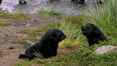 Kral Penguenler 'in yanında iki karanlık Antarktika Kürklü fok yavrusu ve Grytviken Güney Georgia Adası kıyılarında uzun otlar..