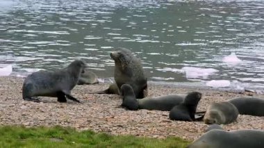 Bir grup Antarktika Kürk Foku ve yavrusu Grytviken Güney Georgia Adası 'nın çakıllı sahillerinde suda yüzen buzlarla dinleniyor..