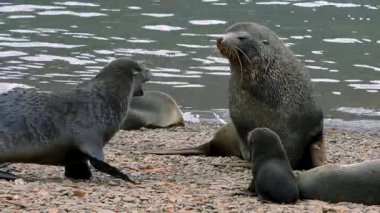 Foklar ve yavrular, vahşi bir sahnede birbirlerine kükreyen iki buz parçasıyla Güney Georgia Adaları sahilinde dinlenirler..
