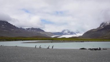 Uçsuz bucaksız bir kral penguen kolonisi ve tüyleri dökülen kahverengi civcivler, Fortuna Körfezi 'nin güney Georgia' sında yüksek bir dağın altında çimenli bir vadiye dağılmış durumda..