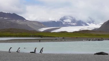 Güney Gürcistan 'daki Fortuna Körfezi' nin güzelliğini yakalayın. Arka planda eriyen bir buzulun çerçevelediği kıyıda dinlenen penguenler ve foklar..