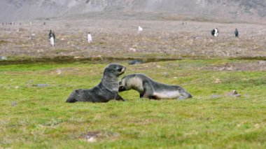 Fortuna Körfezi 'nin güneyindeki yemyeşil çimenlerde oynayan ve etkileşime giren iki sevimli fok balığı. Arka planda kral penguenler görülüyor..