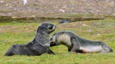 Güney Georgia 'da Fortuna Körfezi' nin tadını çıkarın. İki fok yavrusu yeşil çimlerde şakır şakır yuvarlanıyor. Arka planda kral penguenleriyle sevimli maskaralıklar sergiliyorlar..