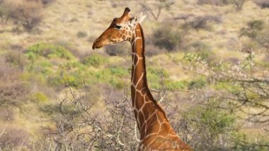 Kenya 'daki Samburu Ulusal Rezervi' nde çalılıklara çekilen utangaç bir zürafayı yakalayın ve doğal ortamındaki doğal hayatın güzelliğini gösterin. 2025 'te çekilmiş..