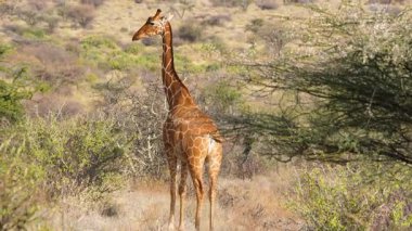 Samburu Ulusal Rezerv Kenya 'daki ovaların arkasından gizli bir vahşi zürafa gözetliyor. Şaşırtıcı Afrika vahşi yaşamı ve doğa manzarası.