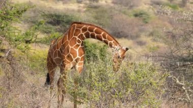 Çarpıcı bir vahşi zürafa kafasını kaldırır ve Samburu Ulusal Rezerv Kenya 'nın Afrika ovasında yapraklarla beslendikten sonra kameraya bakar..