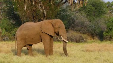 Kenya 'daki Samburu Ulusal Rezervi' nde yabani Afrika fili çayırlarda otluyor. Arka planda palmiye ağaçları ve çalılık bitki örtüsü.