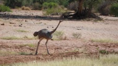 Samburu Ulusal Rezerv Kenya 'daki kurak çayırlarda hızla yürüyen hızlı dişi Somali devekuşu kahverengi gri tüyler iyi bir kamuflaj sağlar..