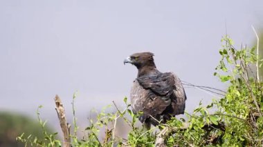 Samburu 'da bir savaş kartalı tünemiş, keskin sarı gözleri yapraklı bir daldan ovayı gözetliyor..