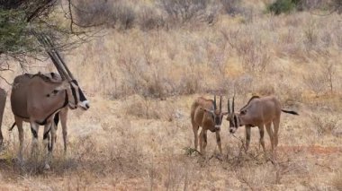 Samburu Ulusal Rezervi 'nin kurak arazisinde belirgin siyah yüz çizgileri ve düz boynuzları olan bir Doğu Afrika antilobu sürüsü..