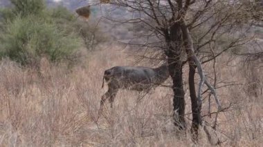 Samburu Ulusal Rezerv Kenya 'da uzun sarmal boynuzları ve kuru çayırlarda yürüyen geniş bir erkek Waterbuck Kobus elipsiprymnus görülebilir beyaz popo halkası.