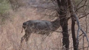 Samburu 'da tek başına yaşayan bir su sıçanı, sağlam yapısını ve doğal savanasını sergileyerek kuru otlar ve çalılıklar arasında hareket eder..