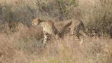 Bir çita Samburu 'daki kuru otların arasında dikkatlice hareket eder. Düşük duruşu bozkırda olası bir avı işaret eder..