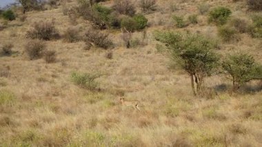 Samburu Ulusal Rezerv Kenya 'da uzaktaki bir ceylan sürüsü dikkatle izlerken bir çita yavaş yavaş kurak ovalarda geziniyor..