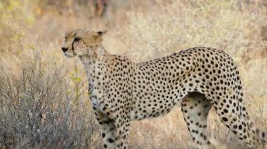 Bir çita Samburu 'daki kuru otların arasında dikkatlice hareket eder. Düşük duruşu bozkırda olası bir avı işaret eder..