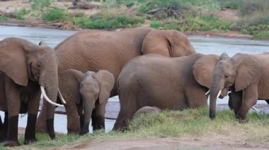 Kenya 'daki Samburu Ulusal Rezervi' nde çimle beslenen buzağılarla beslenen Afrikalı fil ailesi. Vahşi yaşam sürüsü içki ve otlatma sahnesi.