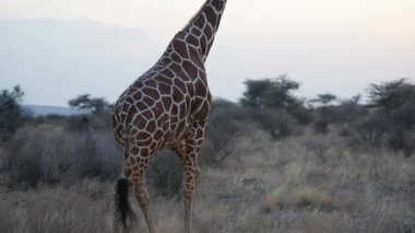 Kenya Samburu Ulusal Rezervi 'nde altın saat batımında çayırlarda yürüyen tek bir zürafa. Gün batımında huzurlu vahşi yaşam silueti sahnesi.