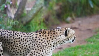 Kenya 'daki Samburu Ulusal Rezervi' ndeki yemyeşil çayırlar üzerinde dinlenen benekli bir çita. Büyük kedi dinleniyor ve çevreyi seyrediyor..