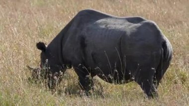 Siyah gergedanlar Ol Pejeta Koruma Alanındaki kuru çimlerde otlarlar ve arka planda gün ışığında yeşil ağaçlar vardır..