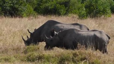 Kenya 'daki Ol Pejeta Koruma Alanında huzur içinde otlayan iki siyah gergedan. Nesli tükenmekte olan vahşi yaşam doğal Afrika savanlarında besleniyor..