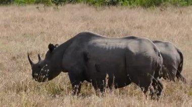 Kuru otlaklarda yürüyen siyah gergedanlar Kenya 'daki Ol Pejeta Koruma Alanında otlamak için dururlar. Doğal savanada kritik derecede tehlike altındaki vahşi yaşam.