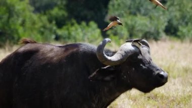 Afrika bufalosu Kenya 'daki Ol Pejeta Koruma Alanındaki kırmızı gagalı öküzleri yerinden etmek için başını sallıyor. Bufalo kafasının etrafında turlayan kuşlar doğal ortakyaşamdır..