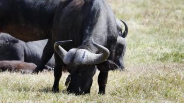 Biri Ol Pejeta Koruma Alanında yeşil çalılarla kenya ovasında otururken, iki bufalo otla beslenir..