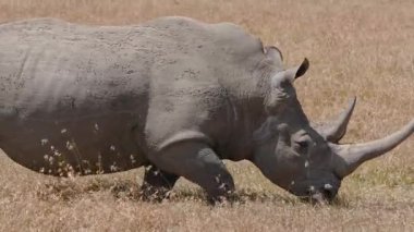 İki sivri boynuzlu siyah gergedan, açık gökyüzü altında, Ol Pejeta Koruma Alanının geniş ovalarında, sarı kuru çimlerde yavaşça yürür..