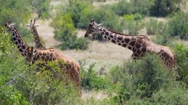 Küçük bir grup Reticulated zürafa, güneşli bir günde Ol Pejeta Koruma Alanı 'nın savanasındaki sık çalılardan yapraklara göz atar..