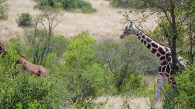 Uzun boyunlu birkaç zürafa Ol Pejeta Koruma Alanındaki çayırların yakınındaki yeşil yapraklarla beslenmek için eğildi..