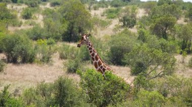 Zürafalardan biri çalıların yanında yavaşça çiğnerken diğeri Ol Pejeta Koruma Alanının verimli ovalarında sağdan sola yürüyor..