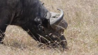 Kıvrımlı boynuzları olan bufalo Ol Pejeta Koruma Alanı 'nın açık savanasında seyrek sarı kuru çimlerde otlamak için başını eğiyor..