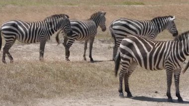Zebra 'lardan oluşan sıkı bir grup Ol Pejeta Koruma Alanının kuru ovalarında durup dinleniyor ve çarpıcı çizgili desenlerini gösteriyorlar..