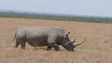 Muhteşem bir Kara Gergedan, iki keskin boynuzuyla Ol Pejeta Conservancy Kenya 'nın sarı, kuru otlaklarında yürüyor ve otluyor..