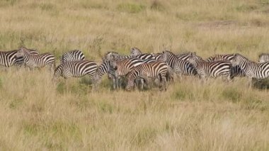 Kenya 'daki Maasai Mara Ulusal Rezervi' nde otlayan ve altın savanada hareket eden bir grup zebra doğal ortamında Afrika 'nın vahşi yaşamını gözler önüne seriyor..