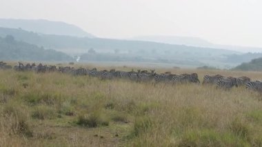 Kenya 'daki Maasai Mara Ulusal Rezervi' nde, ovada yavaşça ilerleyen büyük bir zebra sürüsü. Puslu dağ manzarası yaratır.