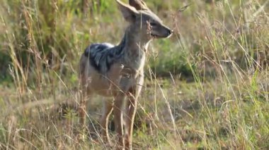 Kenya 'daki Maasai Mara Ulusal Rezervi' nin altın çayırlarında kulakları dikilmiş siyah sırtlı bir çakal doğal ortamında tehdit veya av arıyor..