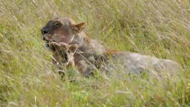 Bir dişi aslan ve iki sevimli yavrusu, güneşli ve güneşli bir günde, Maasai Mara Ulusal Rezervi Kenya 'da dinlenip etkileşime girerken, çoğunlukla savananın uzun ve kuru otları arasında saklanırlar..