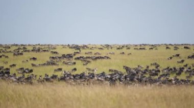 Büyük bir antilop ve zebra sürüsü, bazıları koşuyor ve diğerleri dinleniyor. Kenya 'nın Maasai Mara Ulusal Rezervi' ndeki yıllık Büyük Göç sırasında engin altın ovayı kaplıyorlar..