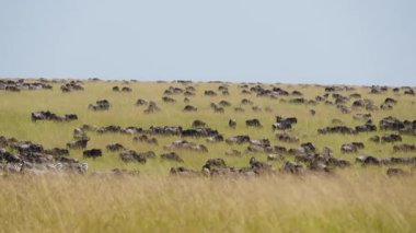 Büyük bir antilop ve zebra sürüsü, bazıları koşuyor ve diğerleri dinleniyor. Kenya 'nın Maasai Mara Ulusal Rezervi' ndeki yıllık Büyük Göç sırasında engin altın ovayı kaplıyorlar..