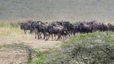 Küçük bir antilop grubu Kenya 'daki Maasai Mara Ulusal Rezervi' nde göç mevsiminde kuru çayırlarda yürür..